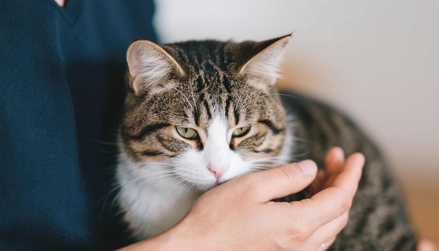 如何照顾一只害羞的猫